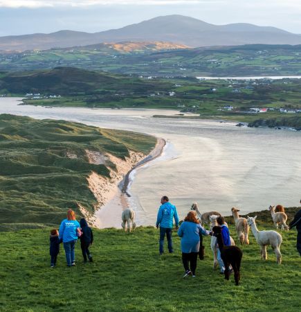 A group of people and several alpacas stand on a grassy hillside overlooking a curved coastline, sandy beach, and distant green hills under a cloudy sky.