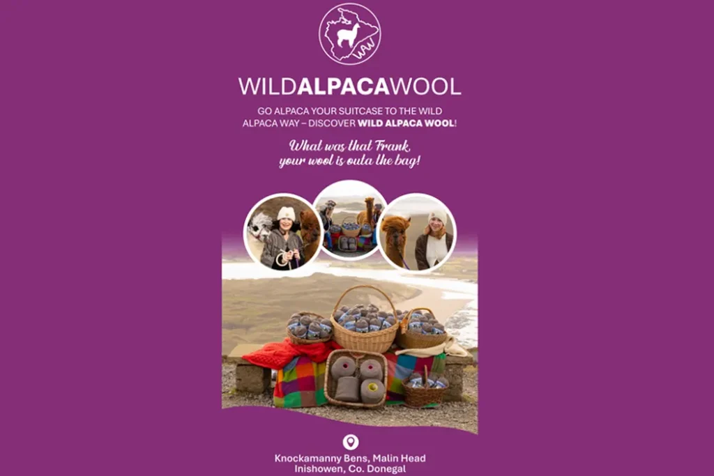 A promotional poster for Wild Alpaca Wool with a purple background, photos of alpacas and wool products, and text about visiting Knockamanny Bens, Malin Head, Donegal, for alpaca experiences.