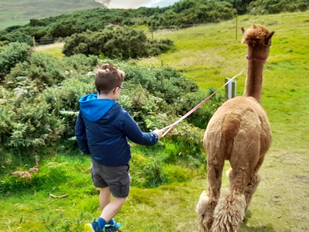 A young boy wearing a blue jacket and shorts walks an alpaca on a leash along a grassy path surrounded by green bushes and hills.