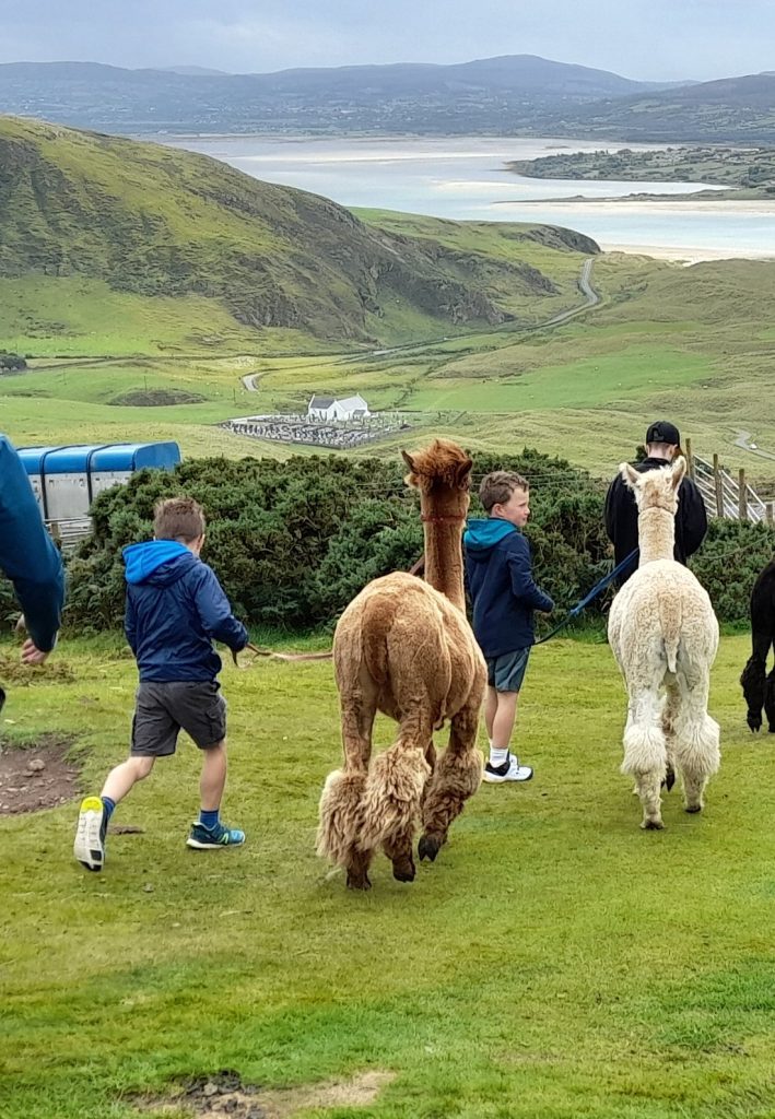 Two children walk alpacas along a grassy hill with scenic mountains, a winding road, and a lake in the background, while an adult and another person accompany them.