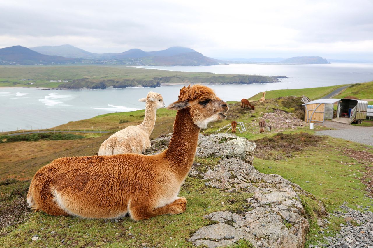 Two alpacas rest on a grassy, rocky hill overlooking the sea and distant mountains, with more alpacas and small shelters visible in the background under a cloudy sky.